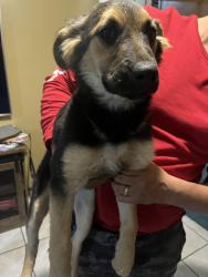 Lost Female Dog last seen Near Arno street SE , Albuquerque, NM 87102