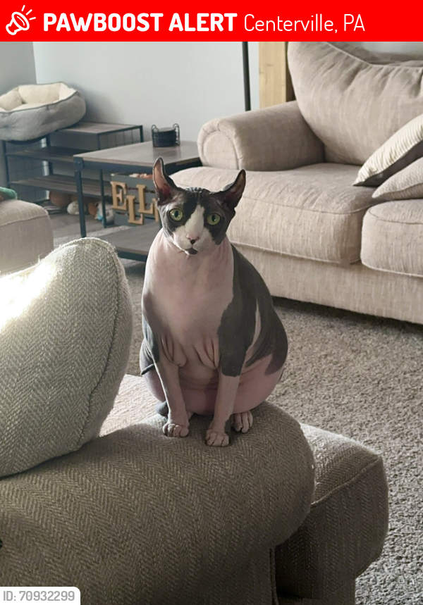 Centerville, PA Lost Male Cat, Kreacher Is Missing PawBoost