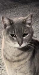 Lost Female Cat last seen Could have been abducted, could be anywhere in Hillsborough, Pinallas counties, Tampa, FL 33629