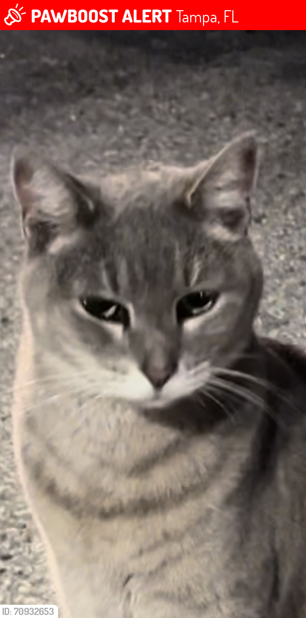 Lost Female Cat last seen Could have been abducted, could be anywhere in Hillsborough, Pinallas counties, Tampa, FL 33629