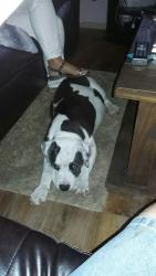 Lost Male Dog last seen Bohemian Hall Rd, Baldwin County, AL 36576