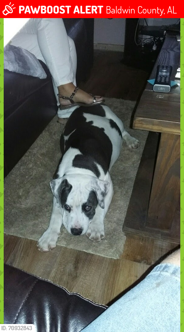 Lost Male Dog last seen Bohemian Hall Rd, Baldwin County, AL 36576