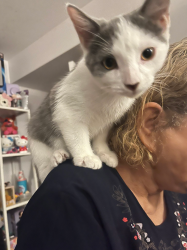 Lost Male Cat last seen Richardson Street Shearer Street, Montréal, QC H3K
