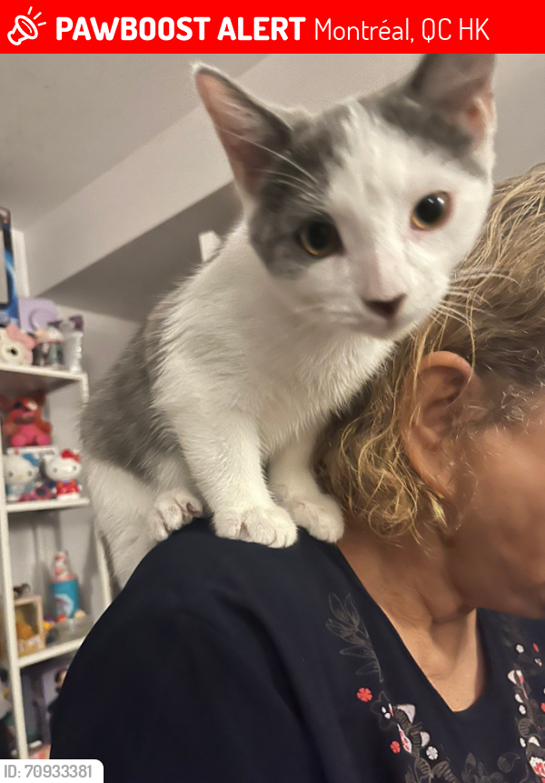 Lost Male Cat last seen Richardson Street Shearer Street, Montréal, QC H3K