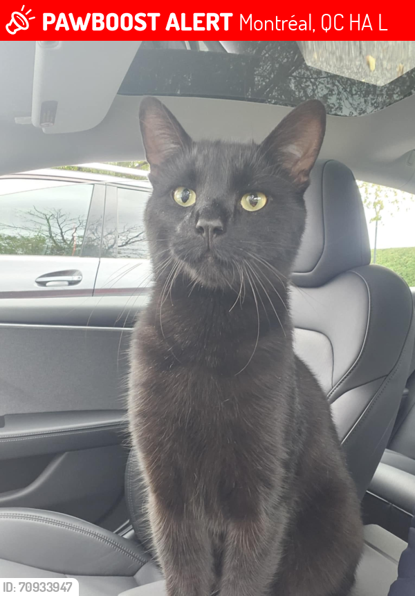 Montréal, QC Lost Male Cat, Casper Is Missing PawBoost