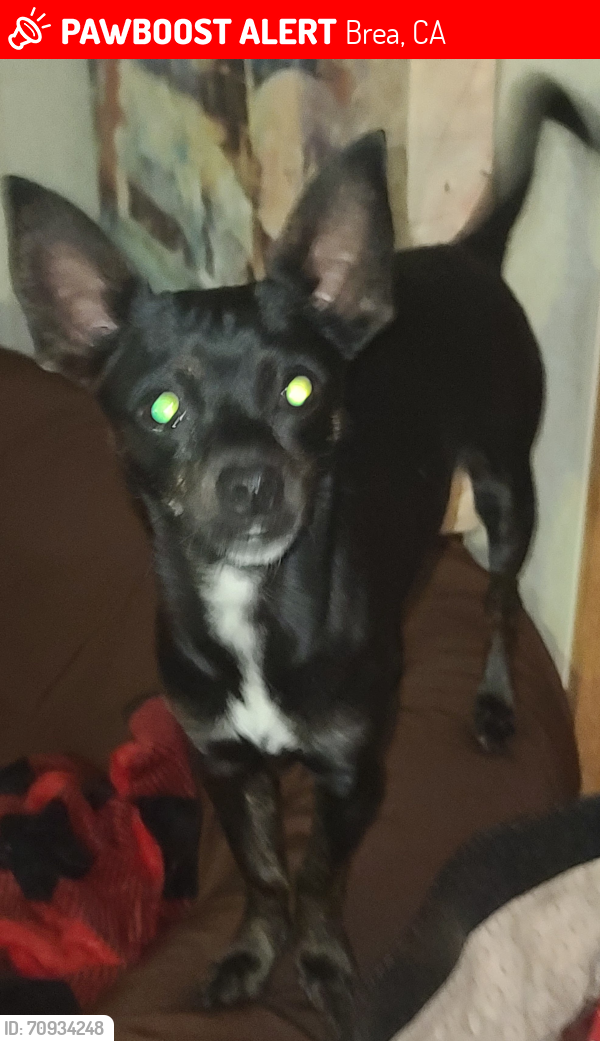 Lost Female Dog last seen Magnolia/Elm, Brea, CA 92821
