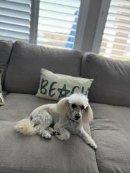Lost Male Dog last seen Tuscany Park on Galleria, Henderson, NV 89014