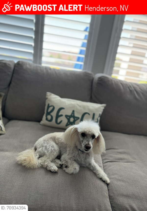 Lost Male Dog last seen Tuscany Park on Galleria, Henderson, NV 89014