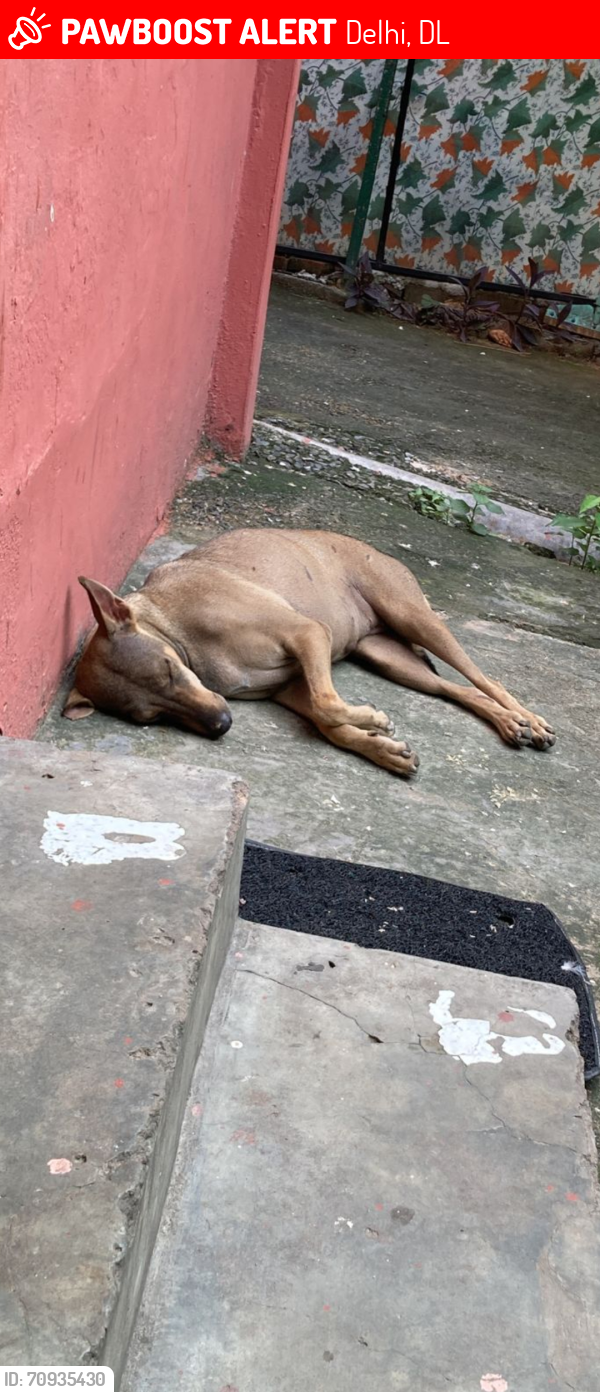 Lost Female Dog last seen DAV School, Delhi, DL 110052