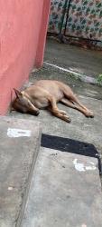 Lost Female Dog last seen DAV School, Delhi, DL 110052