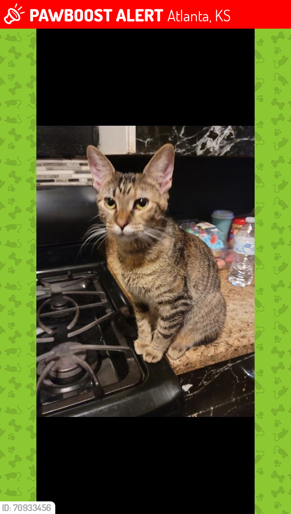 Lost Female Cat last seen 120th and se cole creek rd , Leon, KS 67074