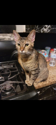 Lost Female Cat last seen 120th and se cole creek rd , Leon, KS 67074