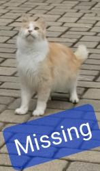 Lost Male Cat last seen Near Corners , Black Creek, WI 54106