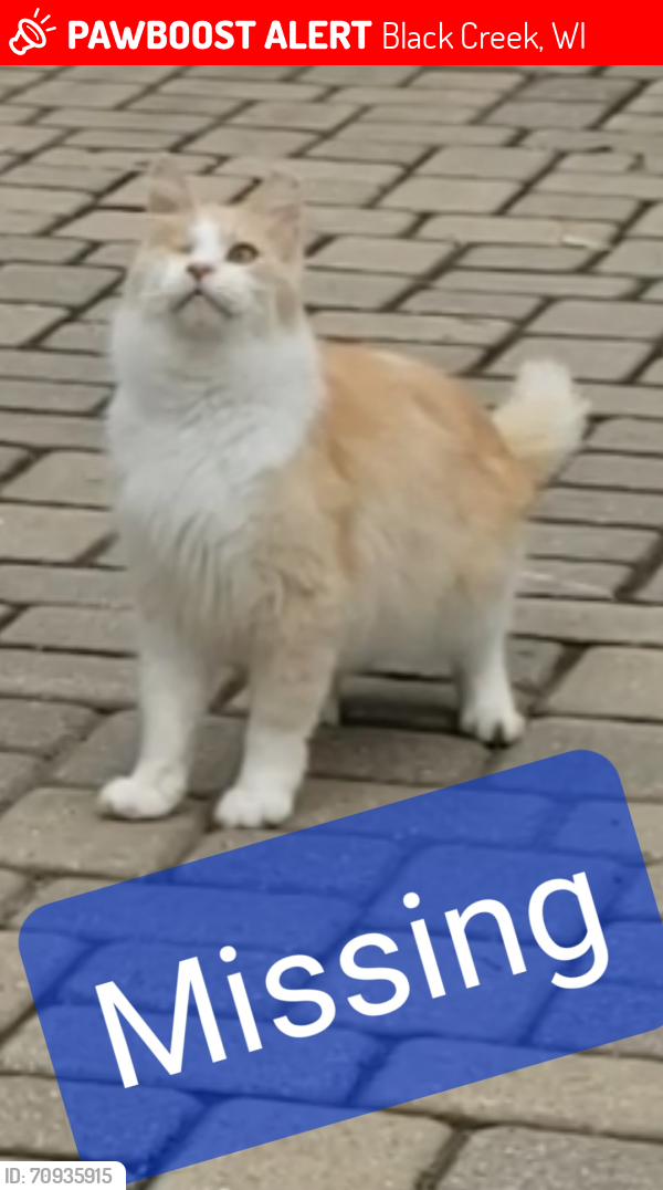 Lost Male Cat last seen Near Corners , Black Creek, WI 54106