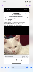 Lost Male Cat last seen Haviland drive Florence Al, Florence, AL 35630