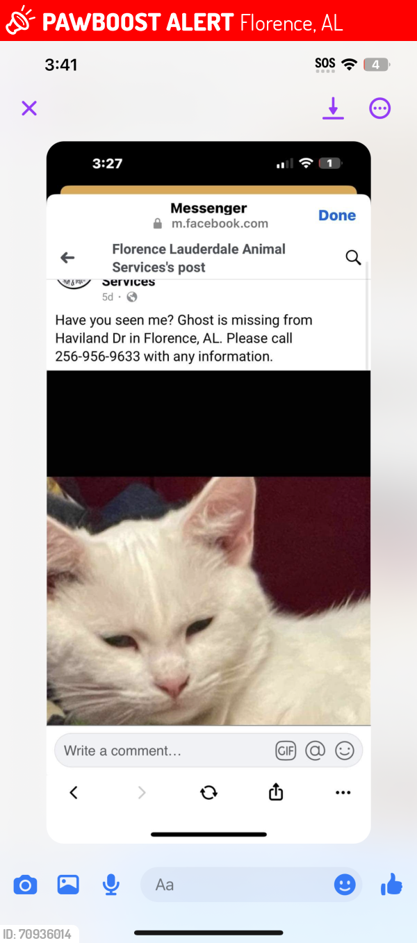 Lost Male Cat last seen Haviland drive Florence Al, Florence, AL 35630