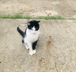 Lost Male Cat last seen Belnap Drive & Arthur Pierce Rd, Wake County, NC 27539