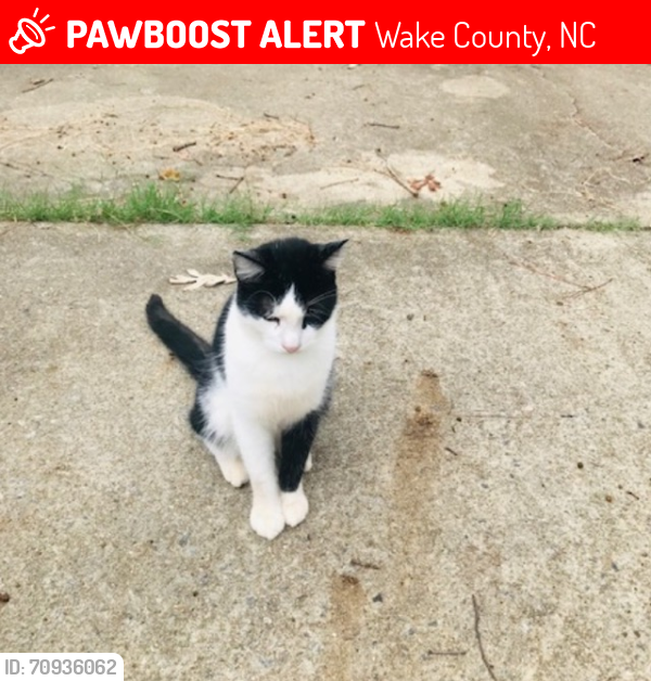 Lost Male Cat last seen Belnap Drive & Arthur Pierce Rd, Wake County, NC 27539