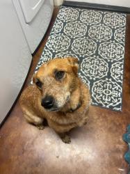 Lost Female Dog last seen Near FM 1346 and FM 1518, Saint Hedwig, TX 78152