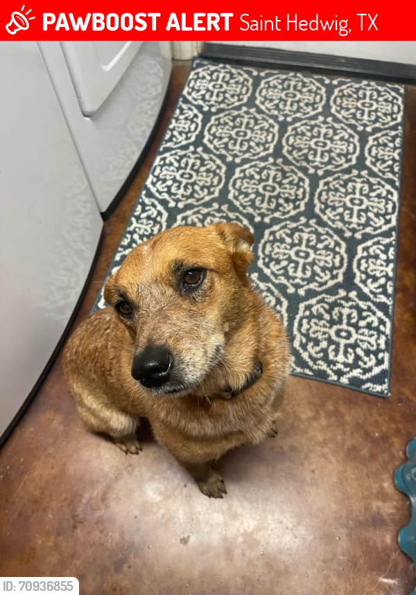 Lost Female Dog last seen Near FM 1346 and FM 1518, Saint Hedwig, TX 78152