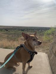 Lost Male Dog last seen Mockingbird and Lawther, Dallas, TX 75218