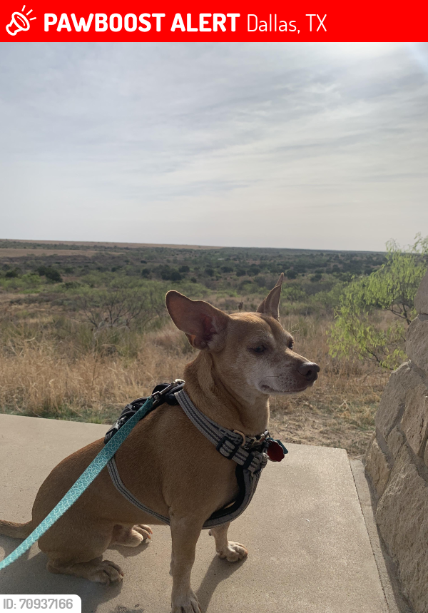 Lost Male Dog last seen Mockingbird and Lawther, Dallas, TX 75218