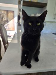 Lost Male Cat last seen Near gull dip rd,  ridge ny 11961, Ridge, NY 11961