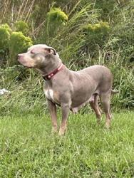 Lost Female Dog last seen Wafflehouse on Commonwealth at I-295, Jacksonville, FL 32254