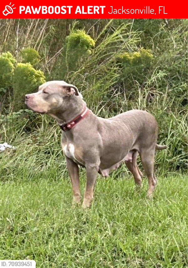 Lost Female Dog last seen Wafflehouse on Commonwealth at I-295, Jacksonville, FL 32254