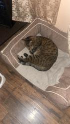 Lost Male Cat last seen Ecorse, Taylor, MI 48180