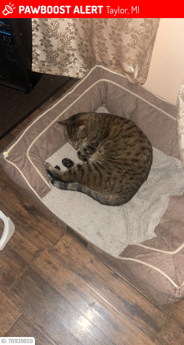 Lost Male Cat last seen Ecorse, Taylor, MI 48180