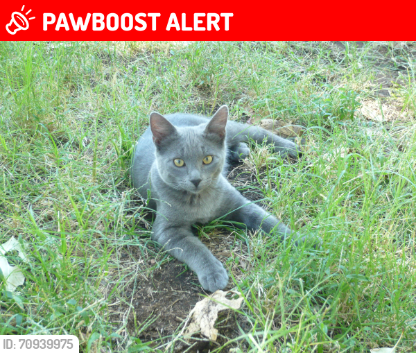 Lost Male Cat last seen Sierra Springs Assoc, Pollock Pines, CA 95709