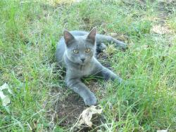 Lost Male Cat last seen Sierra Springs Assoc, Pollock Pines, CA 95709