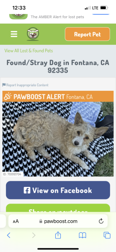 Lost fashion dog amber alert