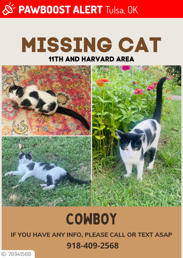 Lost Male Cat last seen Indianapolis and Jamestown , Tulsa, OK 74112