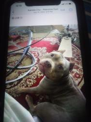 Lost Female Dog last seen 35th Kensington Ave kcmo64128, Kansas City, MO 64128