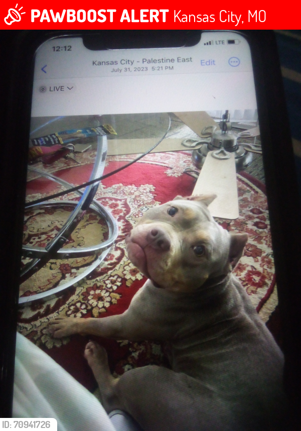 Lost Female Dog last seen 35th Kensington Ave kcmo64128, Kansas City, MO 64128