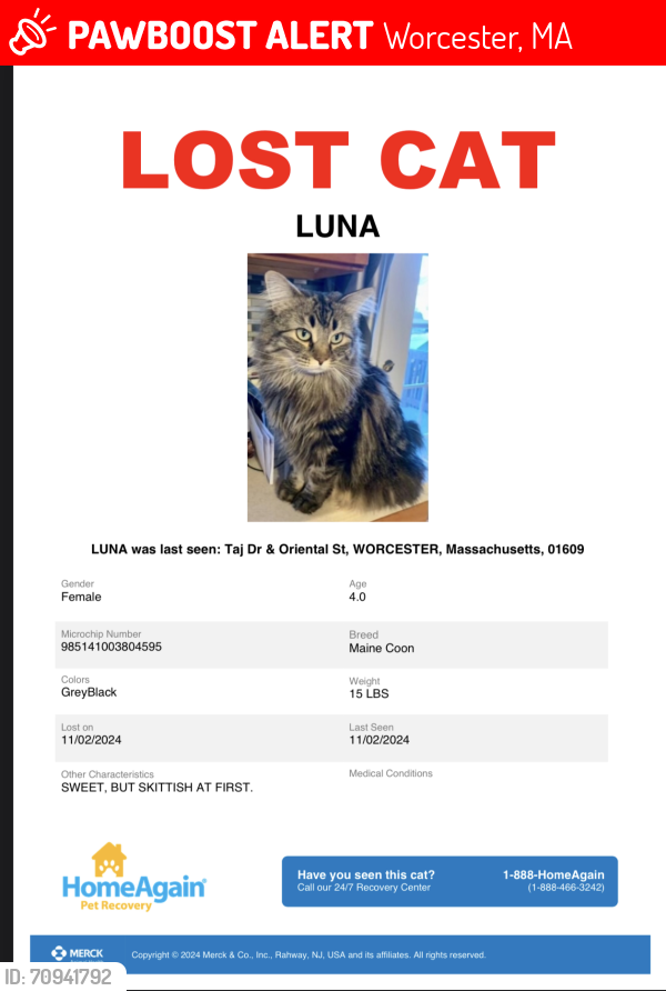 Lost Female Cat last seen Oriental St & Taj Drive, Worcester, MA, Worcester, MA 01605
