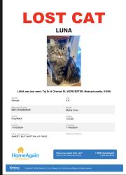 Lost Female Cat last seen Oriental St & Taj Drive, Worcester, MA, Worcester, MA 01605