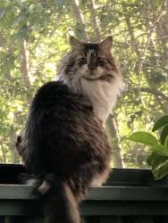 Lost Male Cat last seen Silverwoods Drive off of Burma Road between Rocky Ridge Road and Range Road 25.  Bearspaw area, Rocky View, AB T3R