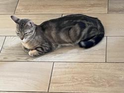 Reunited Female Cat last seen Near Ave and Northern, Glendale, AZ 85307