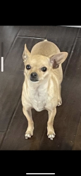 Lost Female Dog last seen Village Center Drive and Boyette Road, Riverview, FL 33547