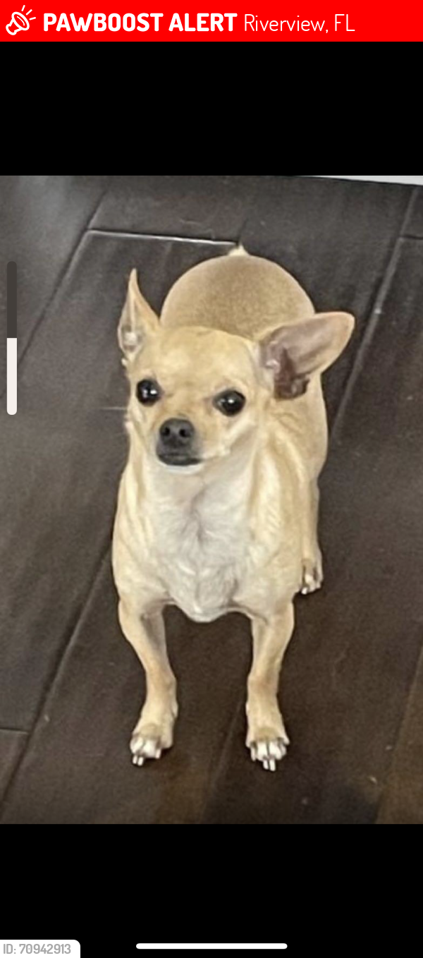 Lost Female Dog last seen Village Center Drive and Boyette Road, Riverview, FL 33547