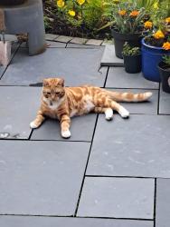 Lost Male Cat last seen Brunswick , Hazlerigg, England NE13 7FT