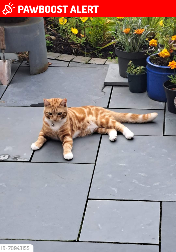 Lost Male Cat last seen Brunswick , Hazlerigg, England NE13 7FT