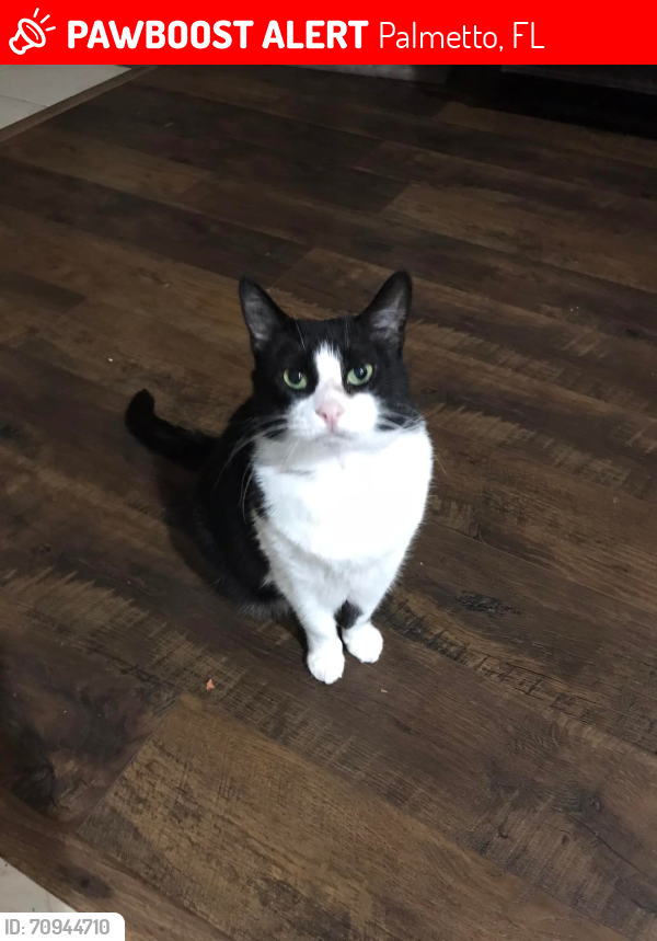 Lost Female Cat last seen 22nd St E and 28th Ave E in Palmetto, FL, near Ellenton Gillette and 17th., Palmetto, FL 34221