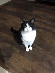 Lost Female Cat last seen 22nd St E and 28th Ave E in Palmetto, FL, near Ellenton Gillette and 17th., Palmetto, FL 34221