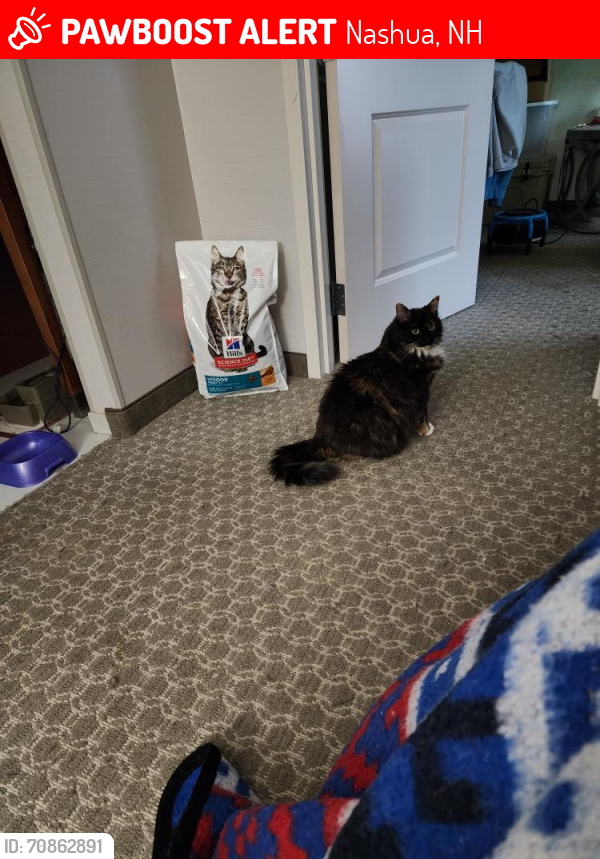 Lost Female Cat last seen Near North Southwood Drive, Nashua, NH 03063, Nashua, NH 03063