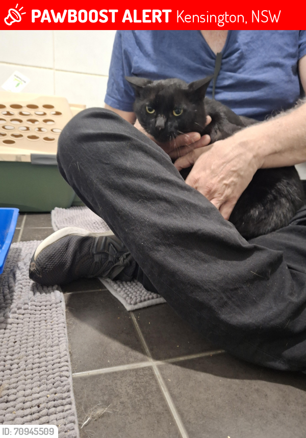 Lost Male Cat last seen Todman ave kensington 2033, Kensington, NSW 2033