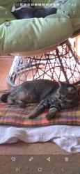 Lost Male Cat last seen SW 53rd n S Ross, Oklahoma City, OK 73119